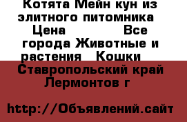 Котята Мейн-кун из элитного питомника › Цена ­ 20 000 - Все города Животные и растения » Кошки   . Ставропольский край,Лермонтов г.